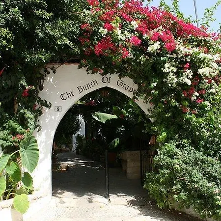 The Bunch Of Grapes Pissouri